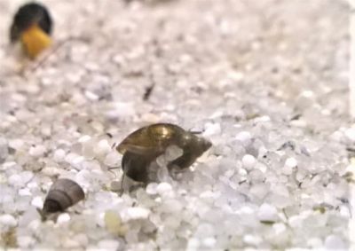 Blasenschnecke - Physa sp.  Blasenschnecke im Aquarium die kleine Schnecke als Futter für Kugelfische kaufen
