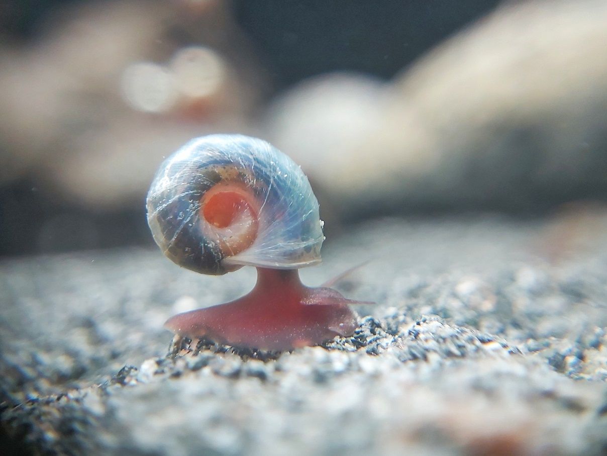 Blaue Posthornschnecke - Planorbella duryi 