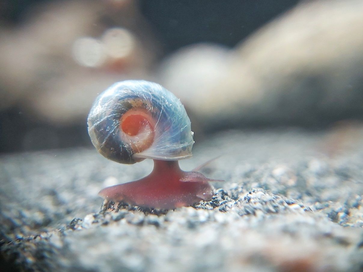 Blaue Posthornschnecke - Planorbella duryi  blaue Posthornschnecke mit tollem blauen Schneckenhaus. Blaue PHS kaufen und den Aquarium Putztrupp einsetzen