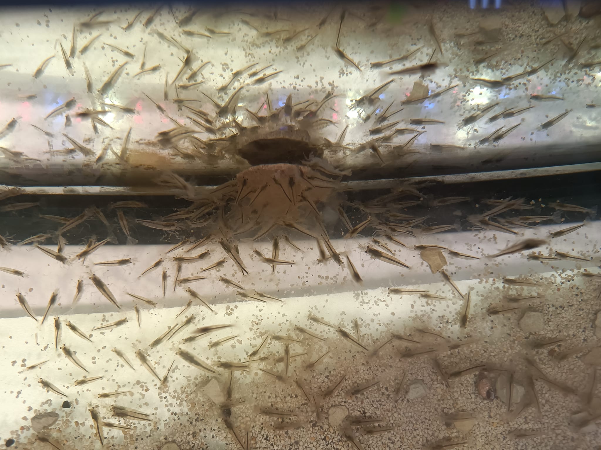 Amano Garnelen im Aquarium ohne boden Amano Garnelen Zucht und Baby AManos beim Fressen