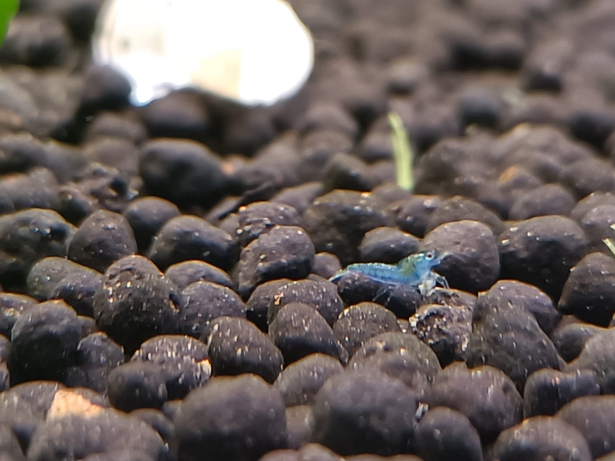 Blue Jelly Garnele - Neocaridina davidi var. Blue Jelly