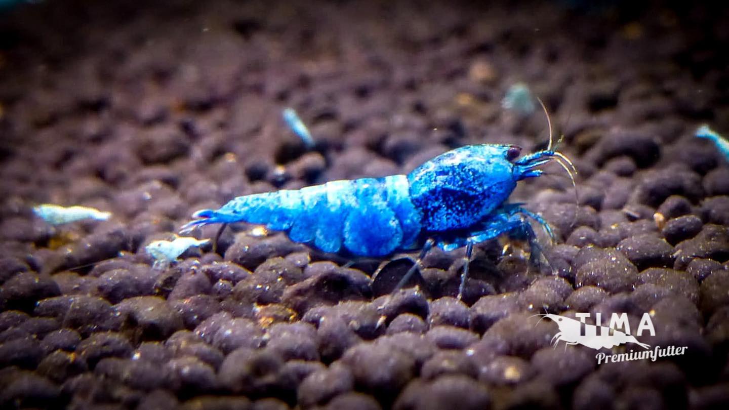 Blue bolt zwerggarnele die caridina blue bolt in dunklem blau auf soil bodengrund mit baby garnelen