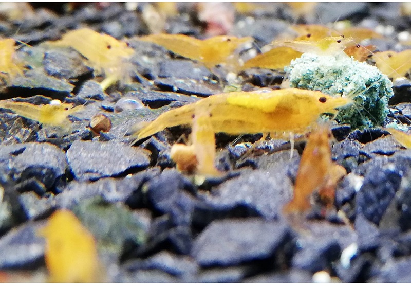Orange Fire Zwerggarnele - Neocaridina davidi var. Orange Fire Orange Fire Zwerggarnele - Neocaridina davidi var. Orange Fire