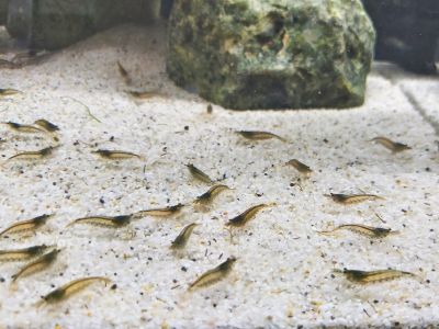 Amanogarnele - Caridina multidentata Amanos im Aquarium mit hellem Sand und einem grünen Stein algenfressende Amano Garnele kaufen