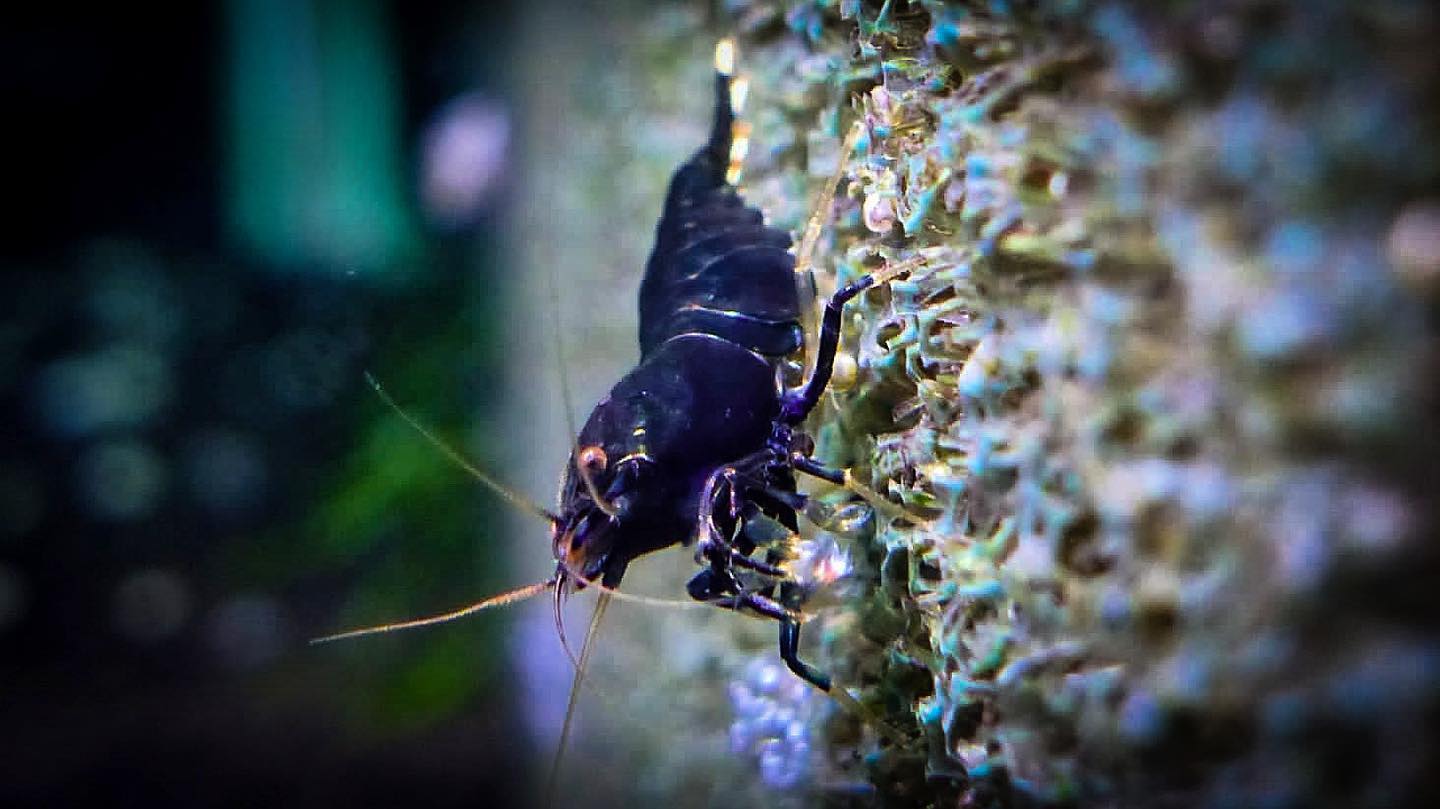 Caridina kingkong extreme die dunkle Zwerggarnele mit weißem Fächer im Aquarium halten