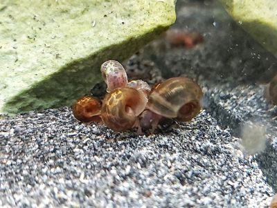 Braune Posthornschnecke - Planorbella duryi  Braune Posthornschnecke - Planorbella duryi