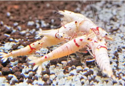 Caridina logemanni Red Bee PRL - K12-K14