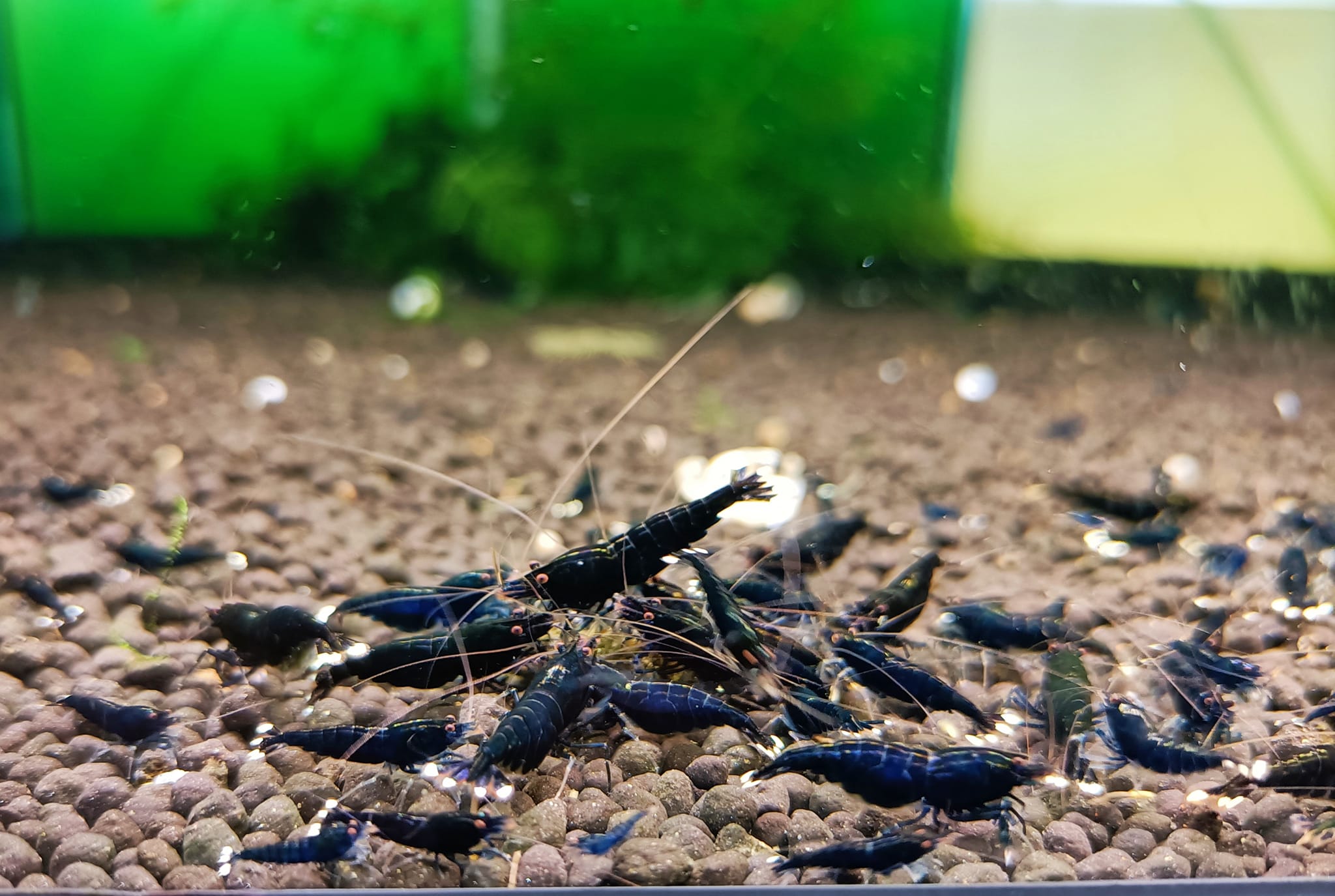 Caridina sp. Black King Kong extreme - Garnele Caridina Kingkong Extrem kaufen die Caridina kingkong eine dunkelschwarze zwerggarnele mit weißem Schwanzfächer