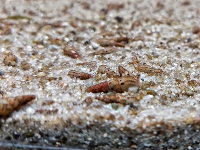 Malaiische Turmdeckelschnecke - Melanoides tuberculata  Malaiische Turmdeckelschnecke - Melanoides tuberculata