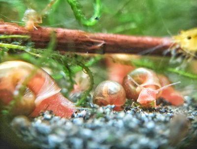 Rote Posthornschnecke - Planorbella duryi Rote Posthornschnecke - Planorbella duryi