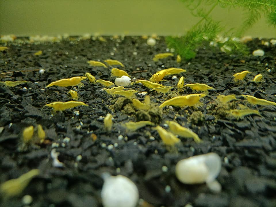 Neon Gelbe Zwerggarnele - Neocaridina davidi Yellow Fire Neon  Neon Gelbe Zwerggarnele - Neocaridina davidi Yellow Fire Neon