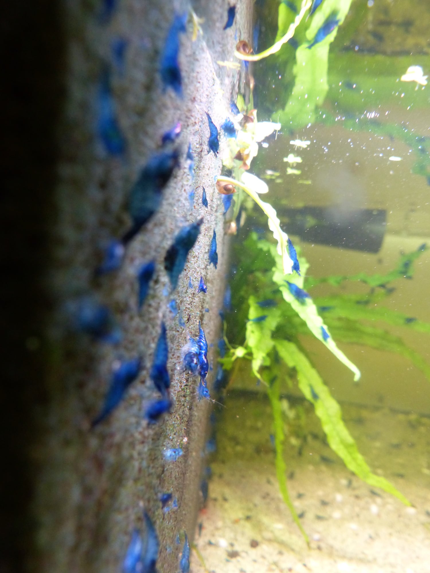 Blaue Zwerggarnele - Neocaridina davidi var. Blue Dream  Blaue Zwerggarnele - Neocaridina davidi var. Blue Dream