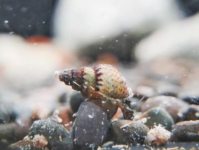 Melanoides granifera - Genoppte Turmdeckelschnecke  Melanoides granifera - Genoppte Turmdeckelschnecke